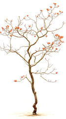 Fototapeta premium Twisted tree with pink flowers, white background