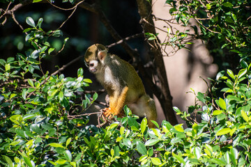 Small monkey at the forest