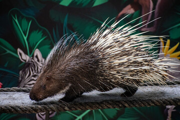 Porcupine