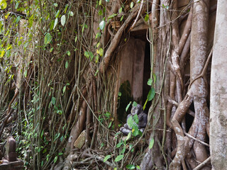 Chapel in the tree, Thailand