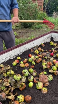 &Auml;pfel zum kompostieren in ein Hochbeet 