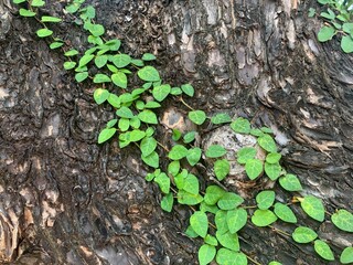 Ficus pumila L. Climbing fig, Creeping fig, Moraceae green leaves on tree bark texture