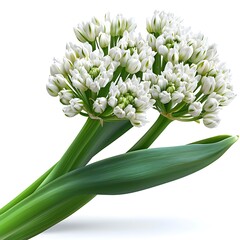Fototapeta premium White Flower Bouquet with Green Leaves Isolated on White Background