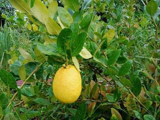A big ripe lemon fruit on tree close up. photo taken in malaysia
