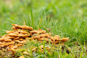 Velvet shank Flammulina velutipes beige mushrooms, in the lush grass, among the spring time leaves, fungi collected around a rotton tree stump