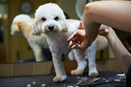 Dog receives grooming at a pet salon during a busy afternoon session