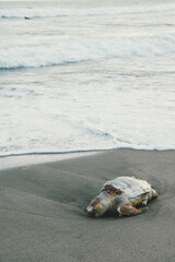 Obraz premium sea ​​turtle