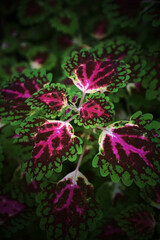 Obraz premium A close up of a plant with green and red leaves