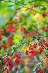 vivid, ripe red barberries hanging gracefully on a branch, showcasing their glossy skin and vibrant color, embodying the essence of nature's bounty and seasonal richness