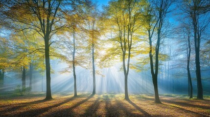 Fototapeta premium Serene Autumn Light in a Tranquil Forest Scene