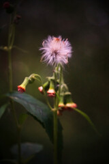 A flower with a yellow center and green leaves