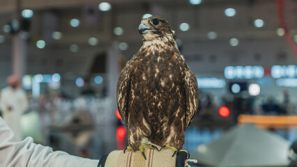 A majestic falcon captured in a striking pose, showcasing its sharp, focused eyes.
