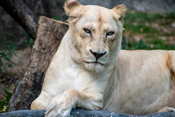 lioness relaxing at Chiang mai zoo, Thailand