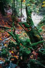 root, forest, moss, tree, hiking, mountains, Alps
