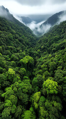 Lush green forest valley with misty mountains