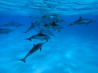 Red Sea Underwater Wonders: Scuba Diving, Marine Life, Corals & Sea Creatures