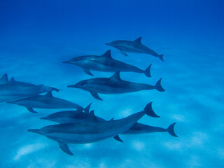 Red Sea Underwater Wonders: Scuba Diving, Marine Life, Corals & Sea Creatures