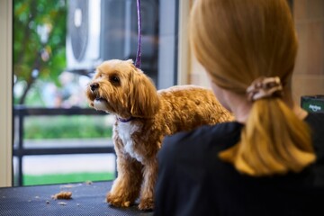 Dog grooming session at a salon with a small dog and groomer by the window
