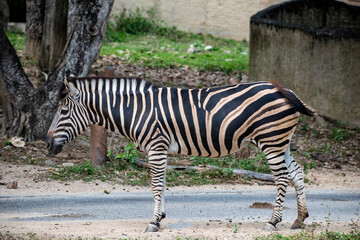 Beautiful zebra at Chiang mai night safari