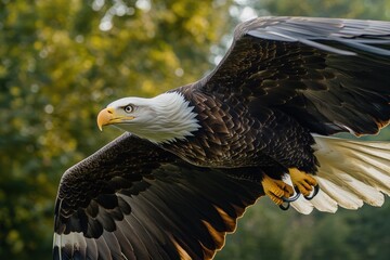 Fototapeta premium Majestic Bald Eagle in Flight with Spread Wings against a Green Bokeh Background.