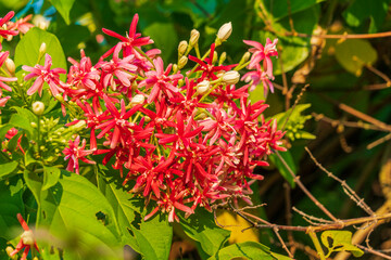 This picture is a picture of red flowers.