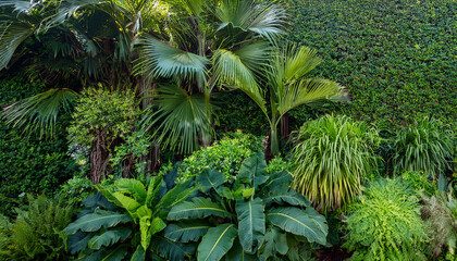 Obraz premium Green garden walls from tropical plants, best for web summer background.
