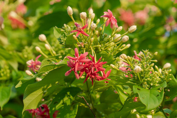 This is a close-up of a Rangoon Creeper flower.