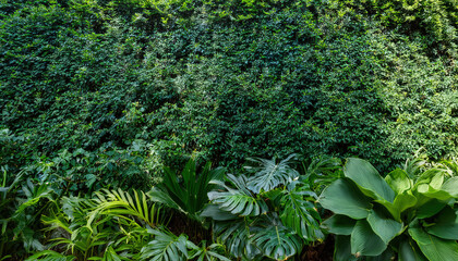 Green garden walls from tropical plants, best for web summer background.