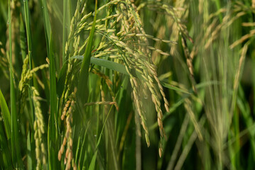 This picture is a picture of rice in the morning.