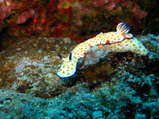 Red Sea Underwater Wonders: Scuba Diving, Marine Life, Corals & Sea Creatures