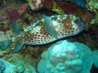 Red Sea Underwater Wonders: Scuba Diving, Marine Life, Corals & Sea Creatures