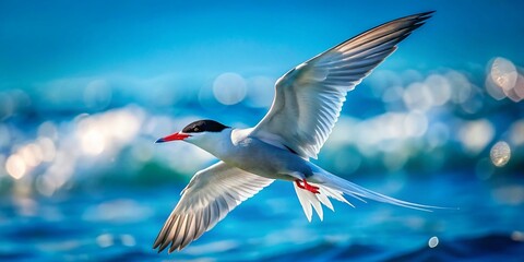 Arctic Tern Flying Over Atlantic Ocean - High Dynamic Range Photography