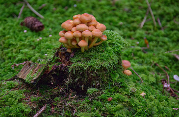 brown muhrooms on a tree stump
