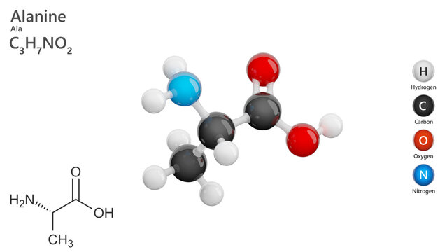 Molecule of Alanine C3H7NO2, is a non-essential amino acid that occurs in high levels in its free state in plasma. Chemical model: Ball and Stick. White background. 3d illustration