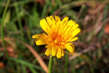 Meadow salsify.
Plant
A species of biennial herbaceous plants from the genus Salsifera of the Asteraceae family, the type species of this genus.