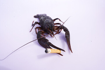 Crayfish with a cigarette on pink background. Crawdads, are crustaceans that live in freshwater environments throughout world. The harm of smoking cigarettes to health.