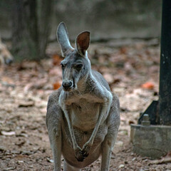 Fototapeta premium kangaroo At Chiang mai night Safari