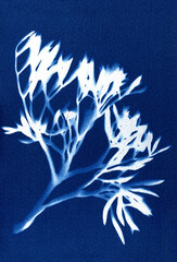 Plant silhouette botanical illustration. Blue cyanotype of herbs and flowers. Silhouettes of plant on a blue background. Alternative photography. Plant skeleton.