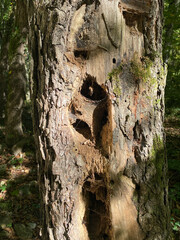 Poplar or large birch with a beautiful bark texture and a round deep hollow where a bird, a squirrel or insects can live.