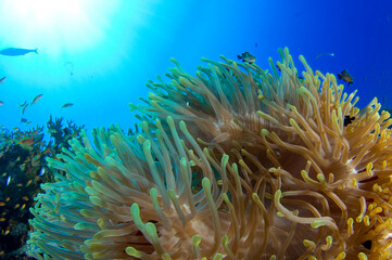 Red Sea Underwater Wonders: Scuba Diving, Marine Life, Corals & Sea Creatures