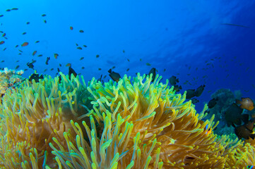 Red Sea Underwater Wonders: Scuba Diving, Marine Life, Corals & Sea Creatures