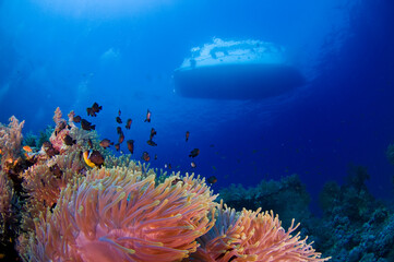 Red Sea Underwater Wonders: Scuba Diving, Marine Life, Corals & Sea Creatures