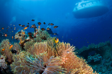Red Sea Underwater Wonders: Scuba Diving, Marine Life, Corals & Sea Creatures