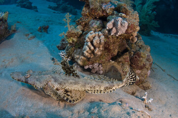 Red Sea Underwater Wonders: Scuba Diving, Marine Life, Corals & Sea Creatures