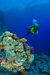 Red Sea Underwater Wonders: Scuba Diving, Marine Life, Corals & Sea Creatures