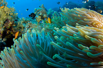 Red Sea Underwater Wonders: Scuba Diving, Marine Life, Corals & Sea Creatures