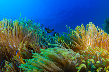 Red Sea Underwater Wonders: Scuba Diving, Marine Life, Corals & Sea Creatures