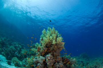 Red Sea Underwater Wonders: Scuba Diving, Marine Life, Corals & Sea Creatures