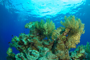 Red Sea Underwater Wonders: Scuba Diving, Marine Life, Corals & Sea Creatures