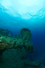 Red Sea Underwater Wonders: Scuba Diving, Marine Life, Corals & Sea Creatures